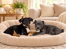Chiots teckel mixe - Photo 9