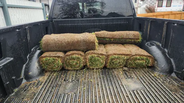 80 square feet of sod bought this morning
