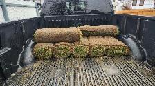 80 square feet of sod bought this morning