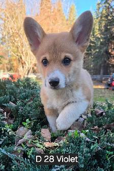 Two Purebred Pembroke welsh Corgis Puppys to rehome