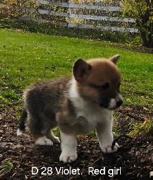 Two Purebred Pembroke welsh Corgis Puppys to rehome - Photo 2