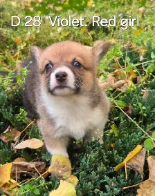 Two Purebred Pembroke welsh Corgis Puppys to rehome - Photo 3