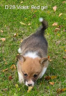 Two Purebred Pembroke welsh Corgis Puppys to rehome - Photo 4