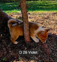 Two Purebred Pembroke welsh Corgis Puppys to rehome - Photo 5