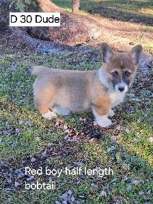 Two Purebred Pembroke welsh Corgis Puppys to rehome - Photo 6