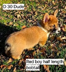 Two Purebred Pembroke welsh Corgis Puppys to rehome - Photo 8