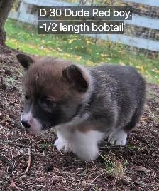 Two Purebred Pembroke welsh Corgis Puppys to rehome - Photo 9