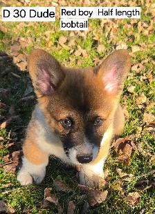 Two Purebred Pembroke welsh Corgis Puppys to rehome - Photo 10