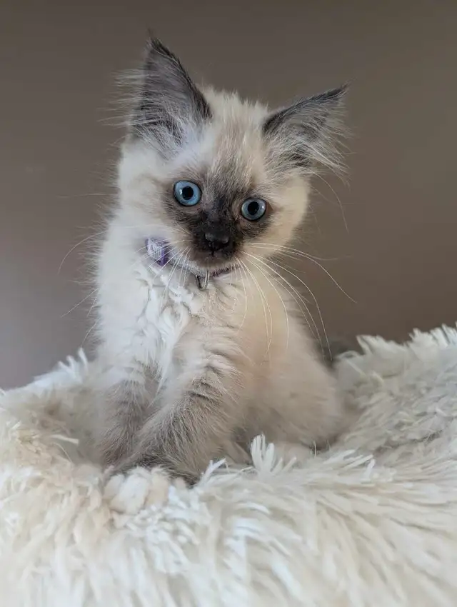 Ragdoll Kittens