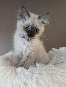 Ragdoll Kittens