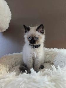Ragdoll Kittens - Photo 3