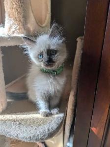 Ragdoll Kittens - Photo 4