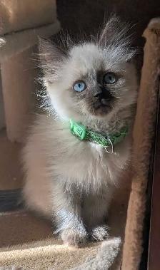 Ragdoll Kittens - Photo 5