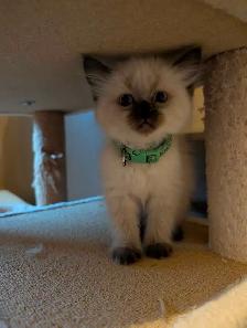 Ragdoll Kittens - Photo 8