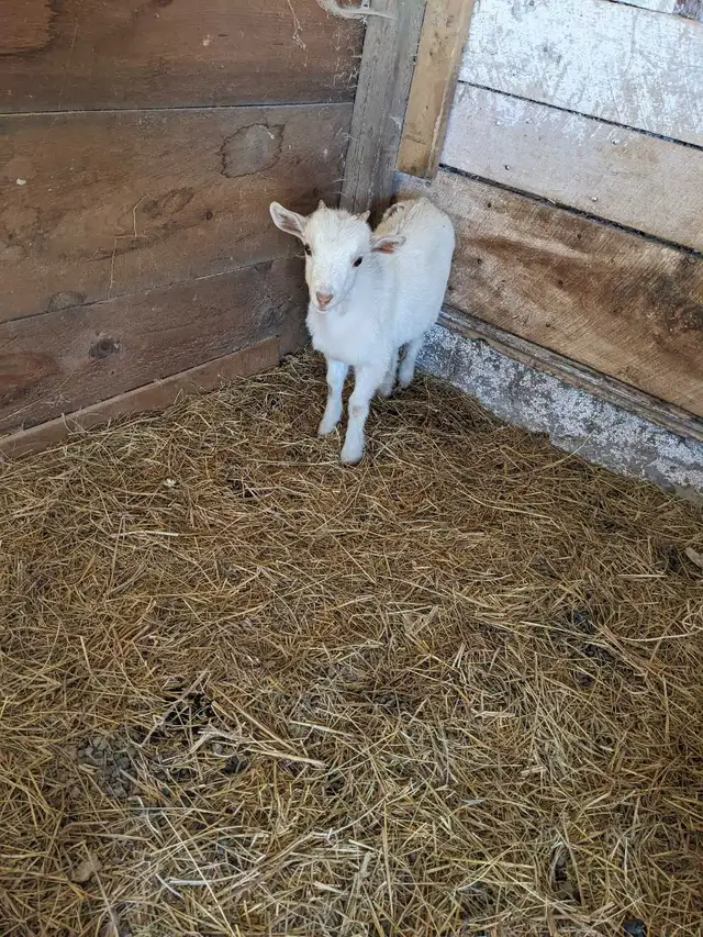 Nigerian Dwarf doe