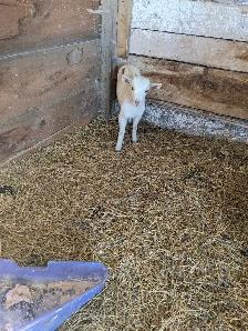 Nigerian Dwarf doe - Photo 2