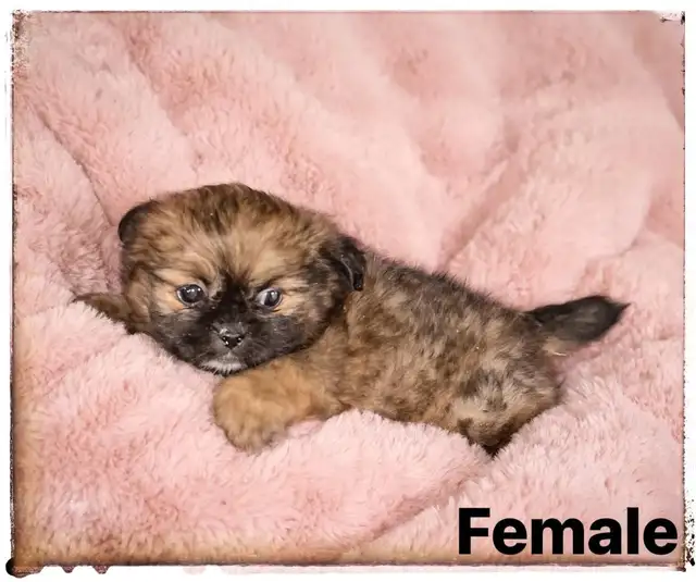 SHIRIANAN  MALE AND FEMALE  SHIHTZU/POM