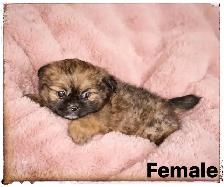 SHIRIANAN  MALE AND FEMALE  SHIHTZU/POM