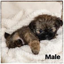 SHIRIANAN  MALE AND FEMALE  SHIHTZU/POM - Photo 2