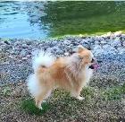 SHIRIANAN  MALE AND FEMALE  SHIHTZU/POM - Photo 3