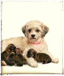 SHIRIANAN  MALE AND FEMALE  SHIHTZU/POM - Photo 4