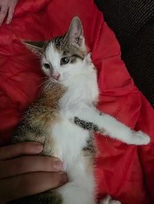 Chaton Calico Adorable à vendre! - Photo 2
