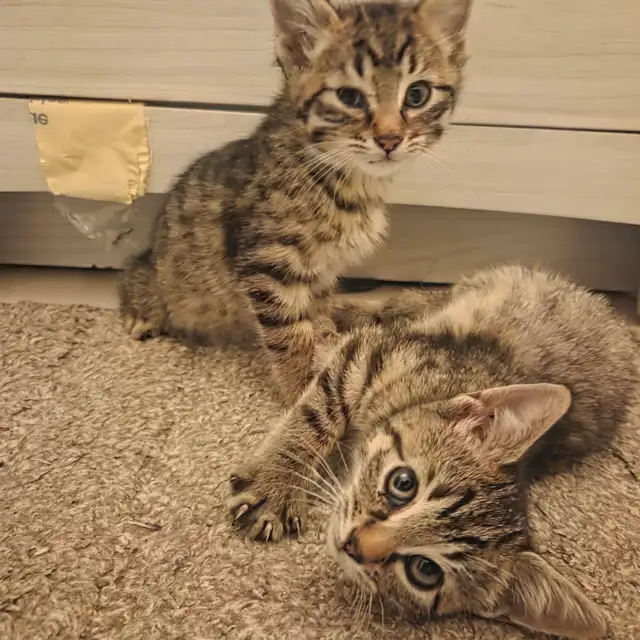 2 kittens looking for forever homes TOGETHER
