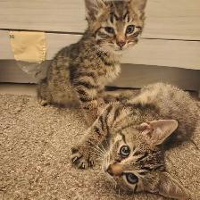 2 kittens looking for forever homes TOGETHER