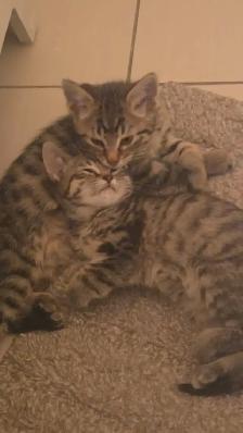 2 kittens looking for forever homes TOGETHER - Photo 2