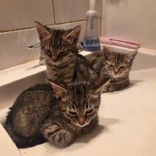 2 kittens looking for forever homes TOGETHER - Photo 3
