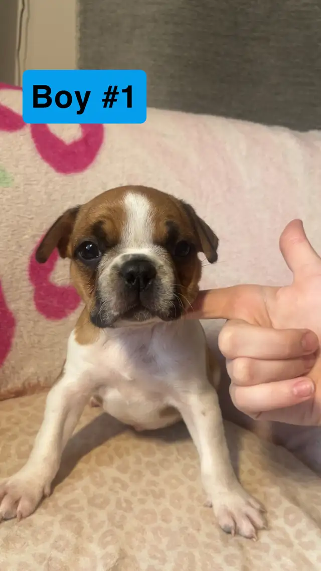 Frenchton puppy’s