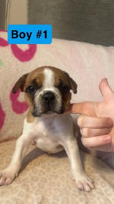 Frenchton puppy’s