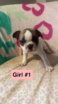 Frenchton puppy’s - Photo 2