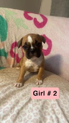Frenchton puppy’s - Photo 3