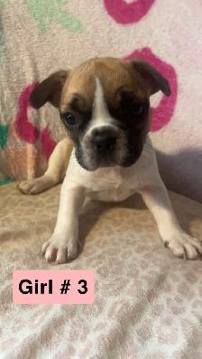 Frenchton puppy’s - Photo 4