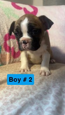Frenchton puppy’s - Photo 5