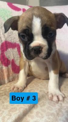 Frenchton puppy’s - Photo 6