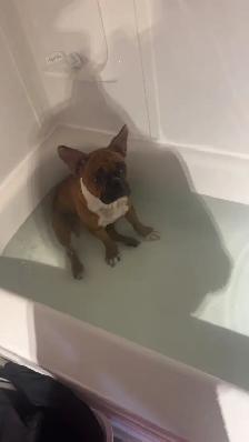 Frenchton puppy’s - Photo 7