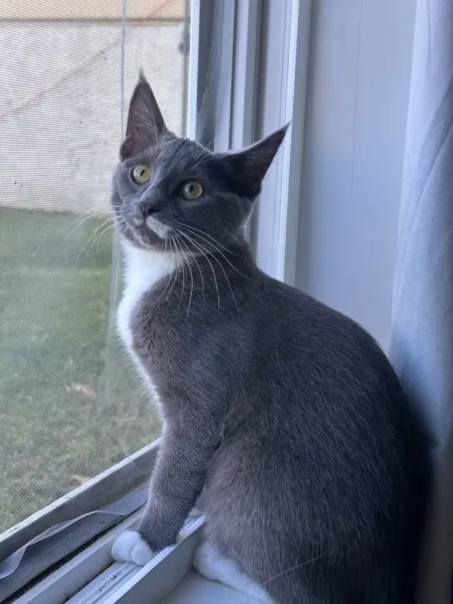 4-Month-Old Female Kitten Looking for a Loving Home