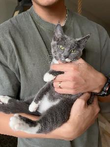 4-Month-Old Female Kitten Looking for a Loving Home - Photo 3