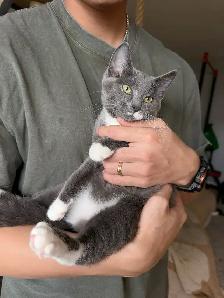 4-Month-Old Female Kitten Looking for a Loving Home - Photo 4