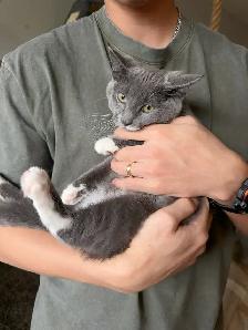 4-Month-Old Female Kitten Looking for a Loving Home - Photo 5
