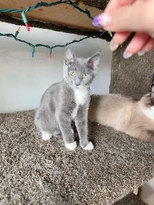4-Month-Old Female Kitten Looking for a Loving Home - Photo 10