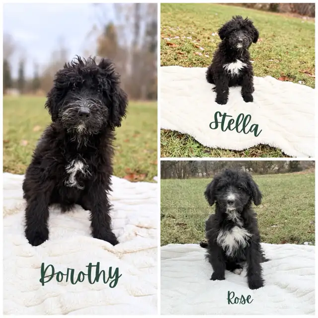 F1 Bernedoodle Puppies – 3 Puppies Ready for Adoption!