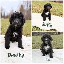 F1 Bernedoodle Puppies – 3 Puppies Ready for Adoption!
