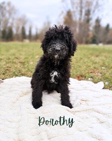 F1 Bernedoodle Puppies – 3 Puppies Ready for Adoption! - Photo 2