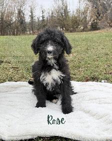 F1 Bernedoodle Puppies – 3 Puppies Ready for Adoption! - Photo 3