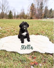 F1 Bernedoodle Puppies – 3 Puppies Ready for Adoption! - Photo 4