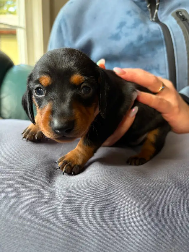 Miniature Dachshund Puppy Available in Errington