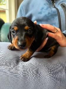 Miniature Dachshund Puppy Available in Errington